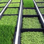 выращивание зелени как бизнес