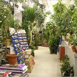 магазин комнатных растений