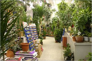 магазин комнатных растений