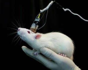 борьба с крысами и мышами