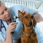 ветеринарная клиника как бизнес