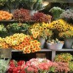 интернет-магазин цветов