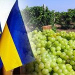 виноделие в Украине