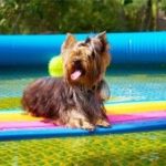 гостиница для животных