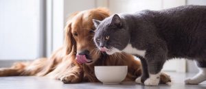 Могут ли собаки есть кошачий корм